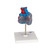 Highly detailed transparent 2-part heart at a price you will love. The front heart wall is detachable to reveal the chambers and valves inside. Heart just slightly smaller than life-size with exquisite anatomical detail throughout. The complete conducting system of the human heart is represented in color. Heart delivered on removable stand.