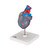 Highly detailed transparent 2-part heart at a price you will love. The front heart wall is detachable to reveal the chambers and valves inside. Heart just slightly smaller than life-size with exquisite anatomical detail throughout. The complete conducting system of the human heart is represented in color. Heart delivered on removable stand.