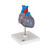 Highly detailed transparent 2-part heart at a price you will love. The front heart wall is detachable to reveal the chambers and valves inside. Heart just slightly smaller than life-size with exquisite anatomical detail throughout. The complete conducting system of the human heart is represented in color. Heart delivered on removable stand.