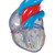 Highly detailed transparent 2-part heart at a price you will love. The front heart wall is detachable to reveal the chambers and valves inside. Heart just slightly smaller than life-size with exquisite anatomical detail throughout. The complete conducting system of the human heart is represented in color. Heart delivered on removable stand.