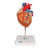 This 2-times life-size heart model allows a very easy identification of all anatomical structures in the human heart and is a perfect aid for lessons in big classrooms or lecture halls. The atrium walls and the front heart wall are removable to reveal the most professionally detailed and realistic heart available.
Hand-painted in lifelike colors to depict dozens of items of anatomical interest in the human heart. This high quality heart is delivered on removable stand.