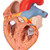 This 2-times life-size heart model allows a very easy identification of all structures in the human heart and is a perfect aid for lessons in big classrooms or lecture halls. The atrium walls and the front heart wall are removable to reveal the most professionally detailed and realistic heart available. Hand-painted in lifelike colors to depict dozens of items of anatomical interest in the human heart. Additionally this heart model depicts the upper section of the esophagus, the upper bronchi and the ascending aorta and the front heart wall and the atrium walls can be removed. Heart delivered on removable stand.