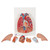 This is a great model of the anatomy of the lung area. The lung model with larynx is on baseboard for easy display in classroom or doctor's office.  Every original 3B Scientific® Anatomy Model gives you direct access to its digital twin on your smartphone, tablet or desktop device.  Enjoy using the exclusive virtual anatomy content with the following features: