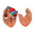 This is a great model of the anatomy of the lung area. The lung model with larynx is on baseboard for easy display in classroom or doctor's office.  Every original 3B Scientific® Anatomy Model gives you direct access to its digital twin on your smartphone, tablet or desktop device.  Enjoy using the exclusive virtual anatomy content with the following features: