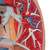 This is a great model of the anatomy of the lung area. The lung model with larynx is on baseboard for easy display in classroom or doctor's office.  Every original 3B Scientific® Anatomy Model gives you direct access to its digital twin on your smartphone, tablet or desktop device.  Enjoy using the exclusive virtual anatomy content with the following features: