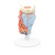 The larynx model is divided into two halves. This medially sectioned larynx model shows: Larynx Hyoid bone Windpipe Ligaments Muscles Vessels Nerves Thyroid gland This anatomically correct human larynx is a great addition to any doctors office or classroom. Larynx on stand. Every original 3B Scientific® Anatomy Model gives you direct access to its digital twin on your smartphone, tablet or desktop device.