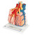 The model shows an external pulmonary lobe with a magnification of 130x. The following are represented:

Segmental bronchus and its terminal branches (bronchioles)
Alveolus opened on the right side
Pulmonary vessels and their capillary networks
Branch of a bronchial artery
Pulmonary pleura
Connective tissue septum on the left side
Single opened alveolus with surrounding capillary network with a magnification of approx. 1000x on the rear side