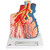 The model shows an external pulmonary lobe with a magnification of 130x. The following are represented:

Segmental bronchus and its terminal branches (bronchioles)
Alveolus opened on the right side
Pulmonary vessels and their capillary networks
Branch of a bronchial artery
Pulmonary pleura
Connective tissue septum on the left side
Single opened alveolus with surrounding capillary network with a magnification of approx. 1000x on the rear side