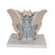 This 2-part model is a natural cast of a male, bone pelvis. It shows all anatomical structures in detail: both hip bones, pubic symphisis, sacrum and coccyx as well as the fifth lumbar vertebra with intervertebral disc. A median section has been placed through the fifth lumbar vertebra, the sacrum and the coccyx, so that the pelvis, which is connected by practical magnets, can be split easily into two halves.