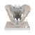 This 2-part model is a natural cast of a male, bone pelvis. It shows all anatomical structures in detail: both hip bones, pubic symphisis, sacrum and coccyx as well as the fifth lumbar vertebra with intervertebral disc. A median section has been placed through the fifth lumbar vertebra, the sacrum and the coccyx, so that the pelvis, which is connected by practical magnets, can be split easily into two halves.