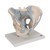 his means that part of the cauda equina is also visible in the vertebral canal. The model shows the following pelvis ligaments: Lig. inguinale, Lig. sacrotuberale, Lig. sacrospinale, Ligg. sacroiliaca anteriora, Lig. iliolumbale, Lig. longitudinale anterius, Lig. Supraspinale, Lig. sacroiliacum interosseum, Lig. sacroiliacum posterius, Lig. sacrococcygeum laterale, Lig. sacrococcygeum posterius superficiale et profundum, Membrana obturatoria und Lig. lacunare.