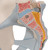 his means that part of the cauda equina is also visible in the vertebral canal. The model shows the following pelvis ligaments: Lig. inguinale, Lig. sacrotuberale, Lig. sacrospinale, Ligg. sacroiliaca anteriora, Lig. iliolumbale, Lig. longitudinale anterius, Lig. Supraspinale, Lig. sacroiliacum interosseum, Lig. sacroiliacum posterius, Lig. sacrococcygeum laterale, Lig. sacrococcygeum posterius superficiale et profundum, Membrana obturatoria und Lig. lacunare.