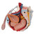 This 7 part model of the male pelvis shows in accurate detail how the bones, ligaments, vessels and nerves as well as the pelvic floor muscles and the external sex organs are connected to each other. It shows the whole pelvis, through which a median section has been placed. The right side of the external anal sphincter, the M. ischiocavernosus, the M. transversus perinei profundus and superficialis and the M. bulbospongiosus can be removed together.