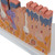 The two halves of this skin relief model show the three layers of hairy and hairless skin in order to make clear the differences of the skin layers. This skin model features detail with hair follicles, sebaceous glands, sweat glands, receptor, nerves and vessels. This skin model is a great tool for demonstrating the anatomy of the human skin. Skin section delivered on base.