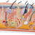 This unique skin model shows a section of human skin in three dimensional form. Individual skin layers are differentiated, and important structures of the skin such as hair, sebaceous and sweat glands, receptors, nerves and vessels are shown in detail. The high quality skin block model is mounted on baseboard. Demonstrating the anatomy of the human skin has never been easier!