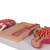 Human Kidney Section Model with Nephrons, Blood Vessels & Renal Corpuscle - 3B Smart Anatomy