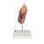 The front half of the kidney is removable to enable demonstration of cortex medulla and vessels for teaching about the human kidney. The renal pelvis of the kidney is also displayed. 20 important structures of the human kidney are included in the anatomy key. Kidney with adrenal gland model comes on stand.