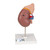 Kidney Model with Adrenal Gland, 2 part - 3B Smart Anatomy