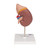 The front half of the kidney is removable to enable demonstration of cortex medulla and vessels for teaching about the human kidney. The renal pelvis of the kidney is also displayed. 20 important structures of the human kidney are included in the anatomy key. Kidney with adrenal gland model comes on stand.