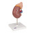 The front half of the kidney is removable to enable demonstration of cortex medulla and vessels for teaching about the human kidney. The renal pelvis of the kidney is also displayed. 20 important structures of the human kidney are included in the anatomy key. Kidney with adrenal gland model comes on stand.