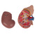 The front half of the kidney is removable to enable demonstration of cortex medulla and vessels for teaching about the human kidney. The renal pelvis of the kidney is also displayed. 20 important structures of the human kidney are included in the anatomy key. Kidney with adrenal gland model comes on stand.