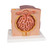 3B MICROanatomy‚Ñ¢ Kidney Model - 3B Smart Anatomy