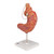Human Stomach Model with Gastric Band, 2 part - 3B Smart Anatomy