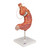 The model was developed based on our existing two-part stomach model to which was added an SAGB Quick Close® gastric band. A gastric band is inserted surgically to treat morbid obesity if conservative treatments are unsuccessful. This model is highly suitable as a tool for explaining the device to patients.