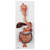 Same features as the K21 but without the removable stomach half.The duodenum, caecum and rectum of the digestive system are opened. The transverse colon is removable. The digestive system mounted on baseboard.