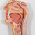 Human Digestive System Model, 2 part - 3B Smart Anatomy