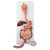 Life-size human digestive system model that demonstrates the entire digestive system in graphic relief.