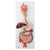 Life-size human digestive system model that demonstrates the entire digestive system in graphic relief.
