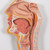 Life-size human digestive system model that demonstrates the entire digestive system in graphic relief.