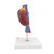 This kidney model shows the kidneys with suprarenal glands, the outgoing ureters, the renal vessels and the large vessels situated close to the kidneys in natural size.
The front half of the right kidney can be removed to reveal the renal pelvis, the renal calices, the renal cortex and the renal medulla of the human kidney. This high quality model is a great tool for demonstrating the anatomy of the human kidney.