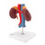 Human Kidneys Model with Vessels - 2 Part - 3B Smart Anatomy