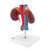 This kidney model shows the kidneys with suprarenal glands, the outgoing ureters, the renal vessels and the large vessels situated close to the kidneys in natural size.
The front half of the right kidney can be removed to reveal the renal pelvis, the renal calices, the renal cortex and the renal medulla of the human kidney. This high quality model is a great tool for demonstrating the anatomy of the human kidney.