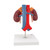 This kidney model shows the kidneys with suprarenal glands, the outgoing ureters, the renal vessels and the large vessels situated close to the kidneys in natural size.
The front half of the right kidney can be removed to reveal the renal pelvis, the renal calices, the renal cortex and the renal medulla of the human kidney. This high quality model is a great tool for demonstrating the anatomy of the human kidney.