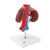 This kidney model shows the kidneys with suprarenal glands, the outgoing ureters, the renal vessels and the large vessels situated close to the kidneys in natural size.
The front half of the right kidney can be removed to reveal the renal pelvis, the renal calices, the renal cortex and the renal medulla of the human kidney. This high quality model is a great tool for demonstrating the anatomy of the human kidney.
