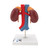 This kidney model shows the kidneys with suprarenal glands, the outgoing ureters, the renal vessels and the large vessels situated close to the kidneys in natural size.
The front half of the right kidney can be removed to reveal the renal pelvis, the renal calices, the renal cortex and the renal medulla of the human kidney. This high quality model is a great tool for demonstrating the anatomy of the human kidney.