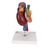 This high quality Kidney model with rear organs of the upper abdomen model combines kidney models K22/1 and K22/2 depicting the anatomy of the human urinary system and digestive system. The upper abdominal organs are attached in their natural anatomical positions and are removable from the kidneys. The model features many anatomical details of the kidneys and rear organs.