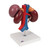 This high quality Kidney model with rear organs of the upper abdomen model combines kidney models K22/1 and K22/2 depicting the anatomy of the human urinary system and digestive system. The upper abdominal organs are attached in their natural anatomical positions and are removable from the kidneys. The model features many anatomical details of the kidneys and rear organs.