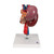 This high quality Kidney model with rear organs of the upper abdomen model combines kidney models K22/1 and K22/2 depicting the anatomy of the human urinary system and digestive system. The upper abdominal organs are attached in their natural anatomical positions and are removable from the kidneys. The model features many anatomical details of the kidneys and rear organs.