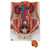 One front half of a kidney is removable from the anatomical model of the urinary system. With easy to change male insert (bladder and prostate, front and rear half) and female insert (bladder, womb and ovaries, 2 lateral halves) the Urinary System model is a great teaching tool. Parts are numbered on the Dual Sex Urinary System.
