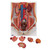 One front half of a kidney is removable from the anatomical model of the urinary system. With easy to change male insert (bladder and prostate, front and rear half) and female insert (bladder, womb and ovaries, 2 lateral halves) the Urinary System model is a great teaching tool. Parts are numbered on the Dual Sex Urinary System.