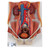 One front half of a kidney is removable from the anatomical model of the urinary system. With easy to change male insert (bladder and prostate, front and rear half) and female insert (bladder, womb and ovaries, 2 lateral halves) the Urinary System model is a great teaching tool. Parts are numbered on the Dual Sex Urinary System.