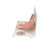 The model illustrates schematically how the ovum matures, how ovulation and fertilization occur and how the fertilized ovum develops to the stage where it embeds itself in the womb wall to begin the growth into an embryo.
The various stages are shown in larger-than-life model form in an ovary, fallopian tube, and womb. An even more enlarged illustration of each is also printed on the base. Supplied on a base.