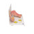 The model illustrates schematically how the ovum matures, how ovulation and fertilization occur and how the fertilized ovum develops to the stage where it embeds itself in the womb wall to begin the growth into an embryo.
The various stages are shown in larger-than-life model form in an ovary, fallopian tube, and womb. An even more enlarged illustration of each is also printed on the base. Supplied on a base.
