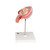 The model shows a fetus in the fourth month in the abdominal position in the uterus. Important anatomical structures are labeled. Every original 3B Scientific® Anatomy Model gives you direct access to its digital twin on your smartphone, tablet or desktop device.  Enjoy using the exclusive virtual anatomy content with the following features: