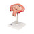 The model shows a fetus in the fourth month in the abdominal position in the uterus. Important anatomical structures are labeled. Every original 3B Scientific® Anatomy Model gives you direct access to its digital twin on your smartphone, tablet or desktop device.  Enjoy using the exclusive virtual anatomy content with the following features: