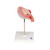 The model shows a fetus in the fourth month in the abdominal position in the uterus. Important anatomical structures are labeled. Every original 3B Scientific® Anatomy Model gives you direct access to its digital twin on your smartphone, tablet or desktop device.  Enjoy using the exclusive virtual anatomy content with the following features: